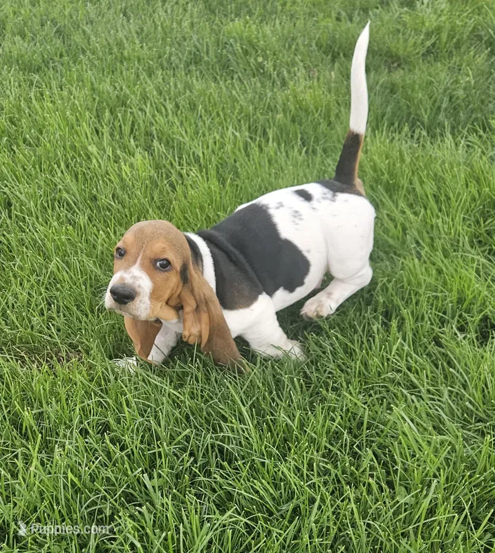 Jack – Basset Hound puppy for sale in Mount Gilead, OH