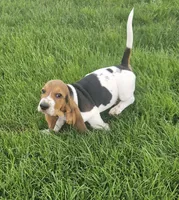 Jack, a male Basset Hound for sale in Mount Gilead, OH – Photo 1 of 5