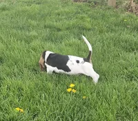 Jack, a male Basset Hound for sale in Mount Gilead, OH – Photo 2 of 5