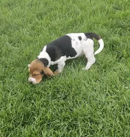 Jack, a male Basset Hound for sale in Mount Gilead, OH – Photo 4 of 5