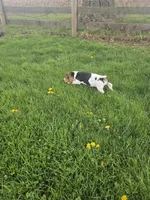 Jack, a male Basset Hound for sale in Mount Gilead, OH – Photo 5 of 5