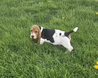 Jack, a male Basset Hound for sale in Mount Gilead, OH – Photo 3 of 5