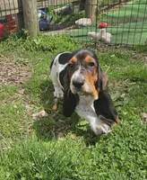 Jill, a female Basset Hound for sale in Mount Gilead, OH – Photo 3 of 4