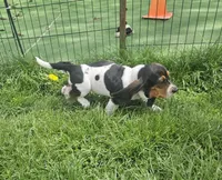 Jill, a female Basset Hound for sale in Mount Gilead, OH – Photo 2 of 4