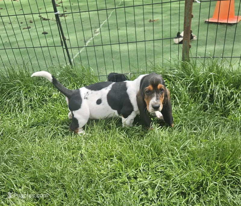 Jill, a female Basset Hound for sale in Mount Gilead, OH – Photo 1 of 4