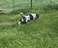 Jill, a female Basset Hound for sale in Mount Gilead, OH – Photo 4 of 4