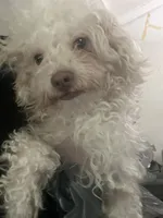 Teddy , a male Poodle - Toy  for sale in Indianapolis, IN – 2 of 5
