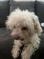 Teddy , a male Poodle - Toy  for sale in Indianapolis, IN – 4 of 5