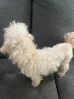 Teddy , a male Poodle - Toy  for sale in Indianapolis, IN – 3 of 5