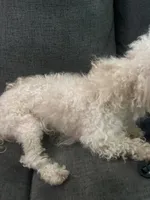 Teddy , a male Poodle - Toy  for sale in Indianapolis, IN – 5 of 5