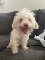 Teddy , a male Poodle - Toy  for sale in Indianapolis, IN – 1 of 5