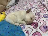 Fluffy white Male, a male French Bulldog for sale in Citra, FL – 4 of 4