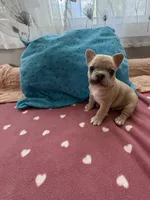 Frenchie, a male French Bulldog for sale in Citra, FL – 3 of 4