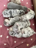 Male or female , a male French Bulldog for sale in Citra, FL – 5 of 10