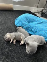 Male or female , a male French Bulldog for sale in Citra, FL – 10 of 10