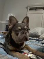 Male or female , a male French Bulldog for sale in Citra, FL – 2 of 10