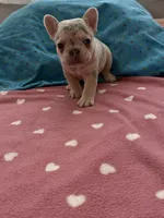 White Merle female , a female French Bulldog for sale in Citra, FL – 2 of 4
