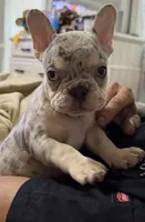 Merle Male, a male French Bulldog for sale in Citra, FL – 4 of 4