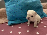 Fluffy white Male, a male French Bulldog for sale in Citra, FL – 2 of 4
