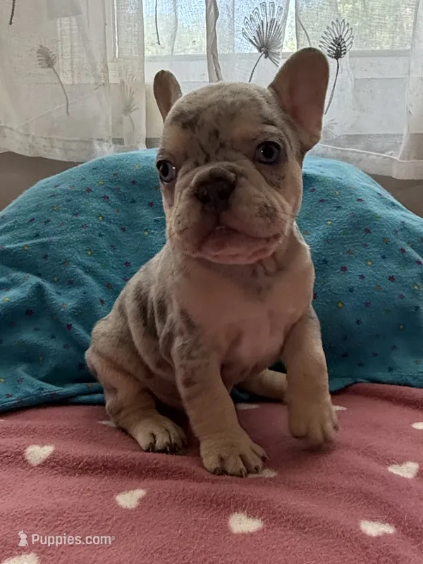 Merle Male, a male French Bulldog for sale in Citra, FL – 1 of 4