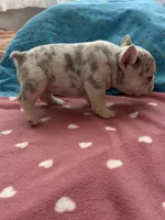 White Merle female , a female French Bulldog for sale in Citra, FL – 3 of 4