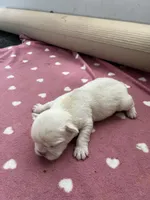 Male or female , a male French Bulldog for sale in Citra, FL – 9 of 10