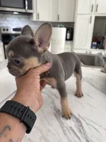 Lilac female, a female French Bulldog for sale in Citra, FL – 2 of 5