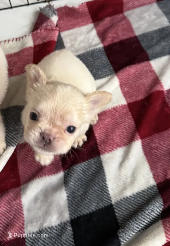 Fluffy white Male, a male French Bulldog for sale in Citra, FL – 1 of 4