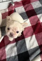 Fluffy white Male, a male French Bulldog for sale in Citra, FL – 1 of 4