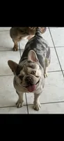 Fluffy frenchie Girl, a female French Bulldog for sale in Citra, FL – 6 of 6