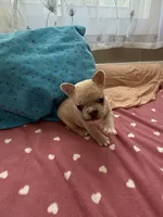 Frenchie, a male French Bulldog for sale in Citra, FL – 2 of 4