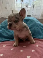 Merle Male, a male French Bulldog for sale in Citra, FL – 2 of 4