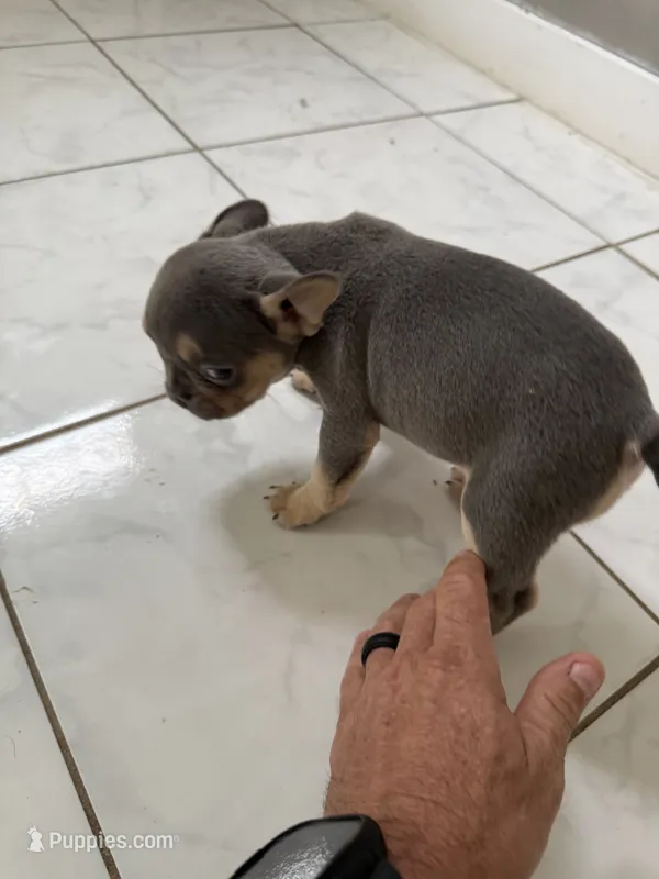 Lilac female – French Bulldog puppy for sale in Citra, FL