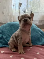 Merle Male, a male French Bulldog for sale in Citra, FL – 3 of 4