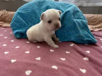 Fluffy frenchie Girl, a female French Bulldog for sale in Citra, FL – 4 of 6