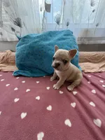 Frenchie, a male French Bulldog for sale in Citra, FL – 4 of 4