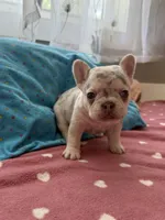 White Merle female , a female French Bulldog for sale in Citra, FL – 1 of 4