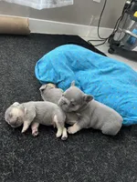 Male or female , a male French Bulldog for sale in Citra, FL – 7 of 10