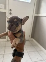 Lilac female, a female French Bulldog for sale in Citra, FL – 5 of 5