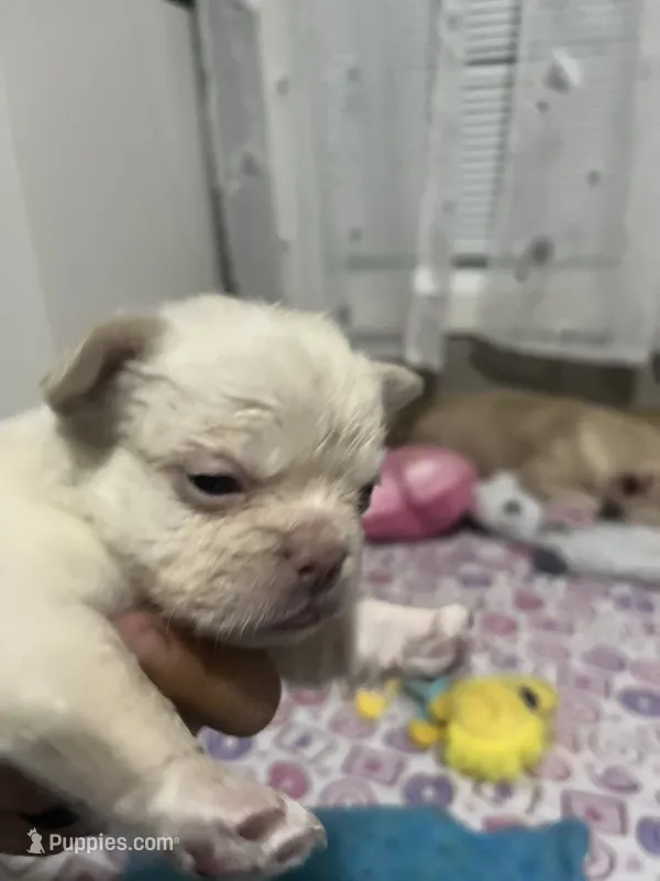 Fluffy frenchie Girl, a female French Bulldog for sale in Citra, FL – 1 of 6