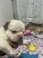 Fluffy frenchie Girl, a female French Bulldog for sale in Citra, FL – 1 of 6