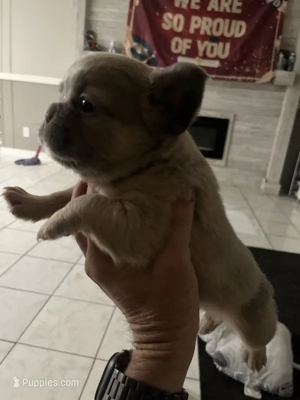 Male or female  – French Bulldog puppy for sale in Citra, FL