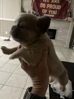 Male or female , a male French Bulldog for sale in Citra, FL – 1 of 10