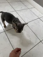 Lilac female, a female French Bulldog for sale in Citra, FL – 4 of 5