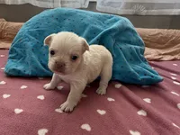 Fluffy frenchie Girl, a female French Bulldog for sale in Citra, FL – 2 of 6