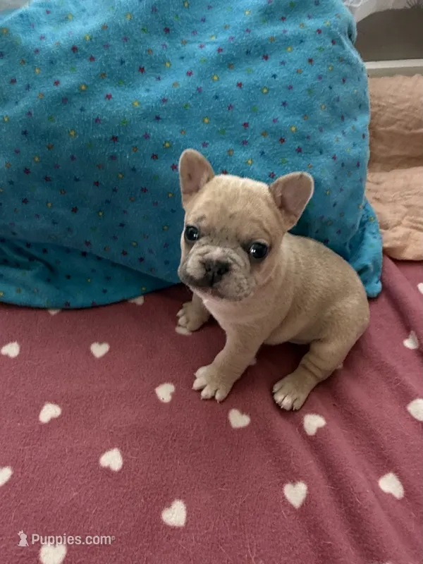 Frenchie – French Bulldog puppy for sale in Citra, FL