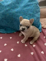 Frenchie, a male French Bulldog for sale in Citra, FL – 1 of 4