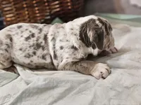 Ace, a male English Bulldog for sale in Spartanburg, SC – 4 of 4