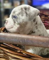 Ace, a male English Bulldog for sale in Spartanburg, SC – 2 of 4