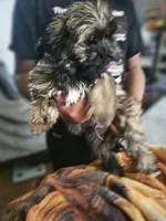 Fuzzy Wuzzy , a male Shih Tzu and Poodle - Miniature  for sale in Spartanburg, SC – 6 of 6